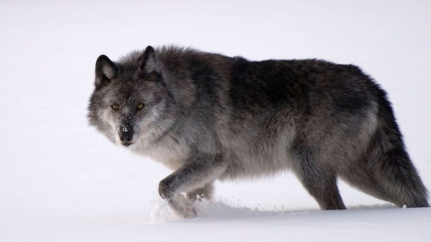 สิงคโปร์ออกประกาศเตือนเร่งด่วนเกี่ยวกับกลุ่ม Dire Wolf Ransomware